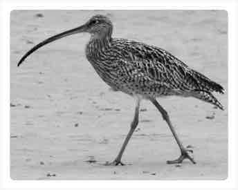 eastern curlew 02